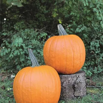 CUC 421915 Renegade6.jpg