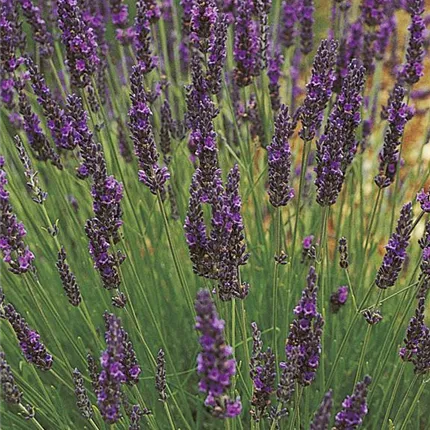 Lavandula x intermedia