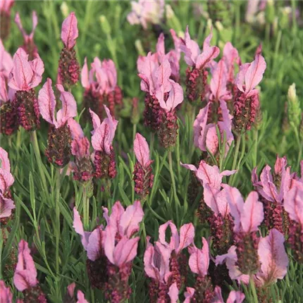 453800 Lavandula stoechas Lavita Pink.jpg