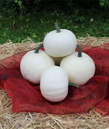 Cucurbita pepo