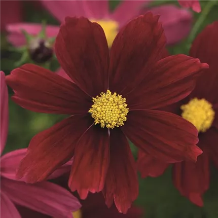 COS Sonata Red Shades 418990 COS18-24435-TagCR.jpg