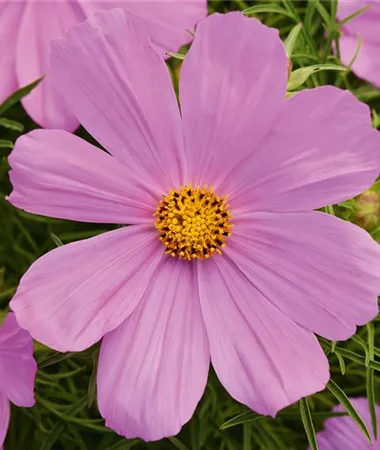 Cosmos bipinnatus