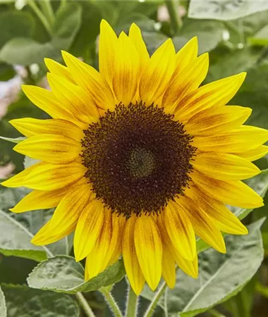 Helianthus annuus