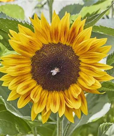 Helianthus annuus