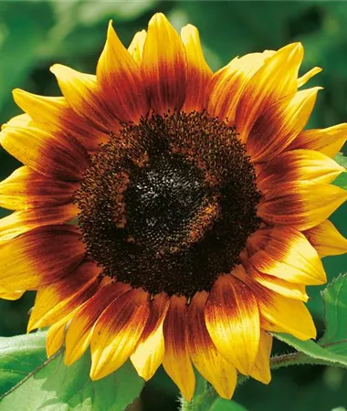 Helianthus annuus