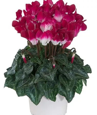 Cyclamen persicum