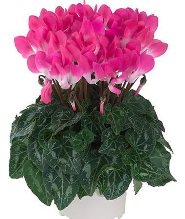 Cyclamen persicum