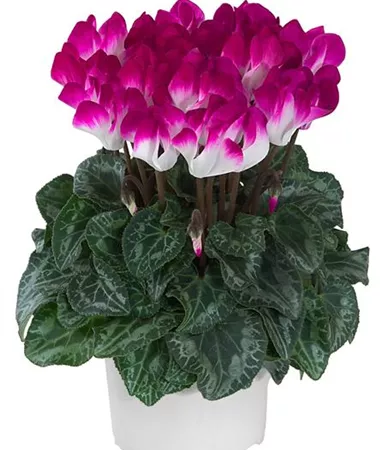Cyclamen persicum