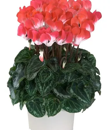 Cyclamen persicum