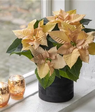 Euphorbia pulcherrima