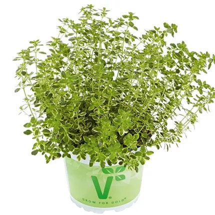 THY Summerdreams® Lemon Gold 557600.JPG