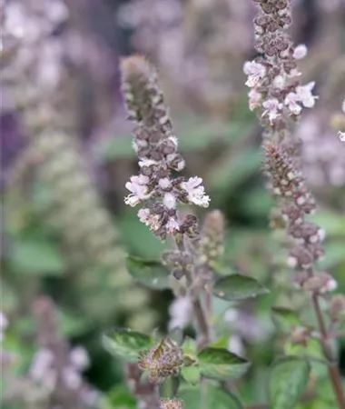 Ocimum basilicum
