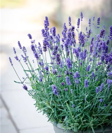 Lavandula angustifolia