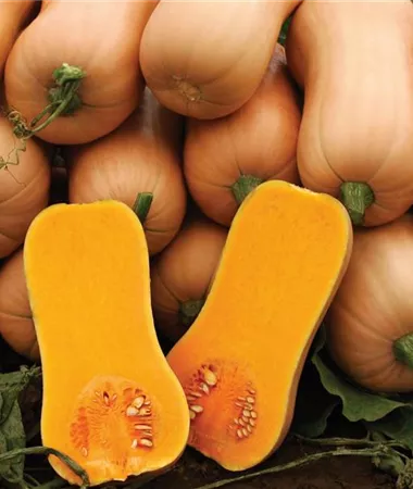 Cucurbita moschata