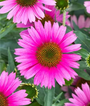 Echinacea purpurea