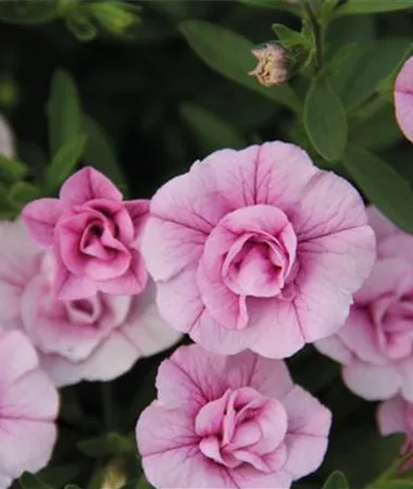 Calibrachoa cultivars