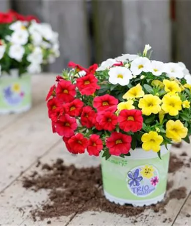 Calibrachoa cultivars