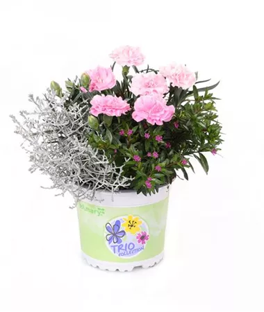 Calo-Cuphea-Dianthus