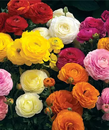 Ranunculus x asiaticus