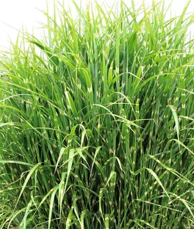 Miscanthus sinensis