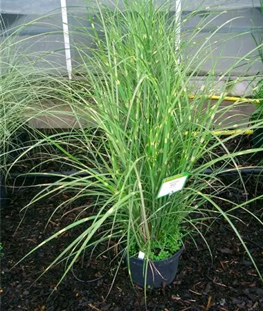 Miscanthus sinensis
