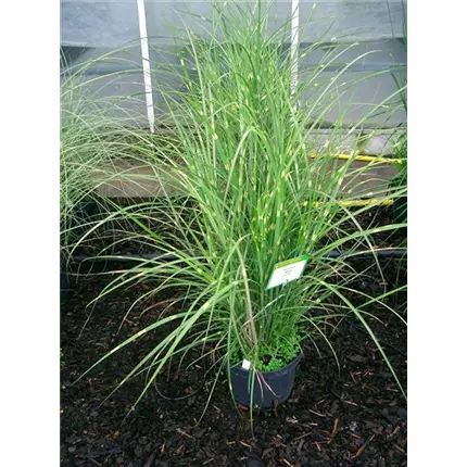 MIS_Zebrinus_493630 (1).JPG