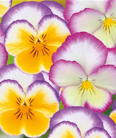 Viola x wittrockiana