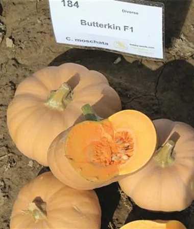 Cucurbita moschata
