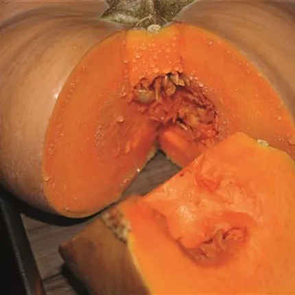 CUC 420205 ButterkinB.jpg