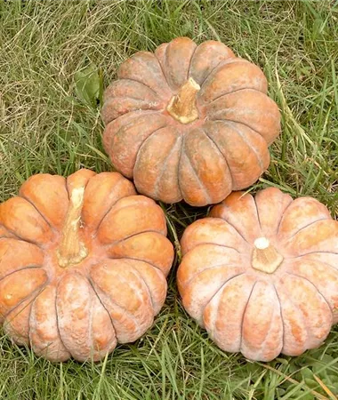 Cucurbita moschata