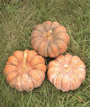 Cucurbita moschata