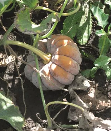 Cucurbita moschata