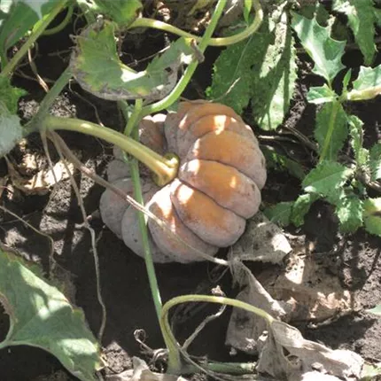 CUC 420215 Hidemireif2.jpg