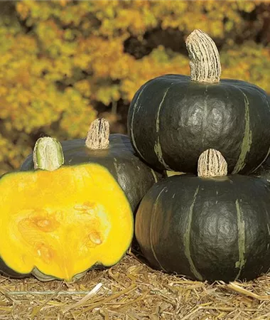 Cucurbita maxima