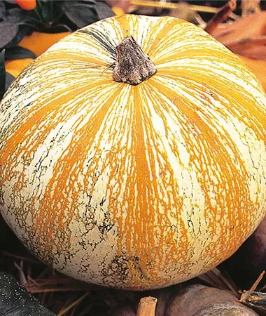 Cucurbita pepo