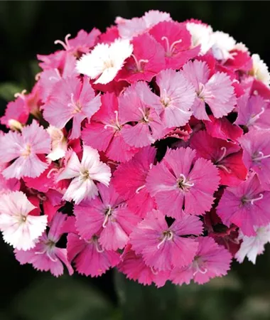 Dianthus barbatus