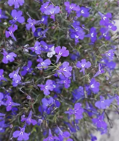 Lobelia erinus