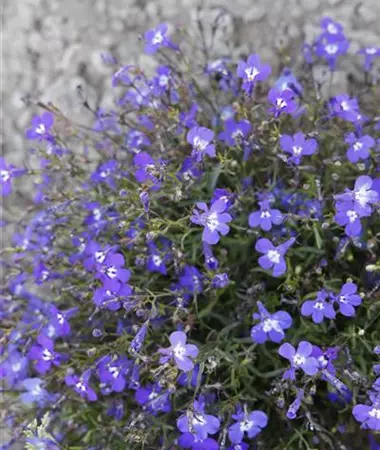 Lobelia erinus