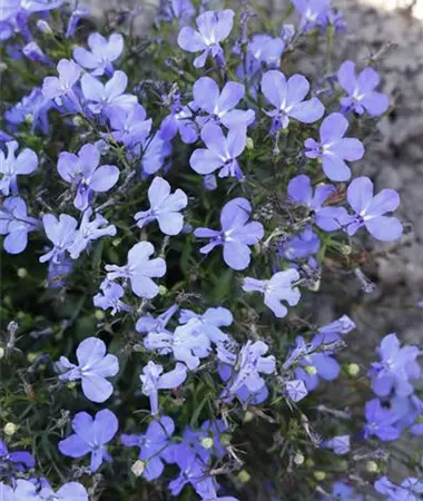Lobelia erinus