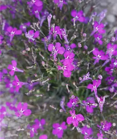 Lobelia erinus