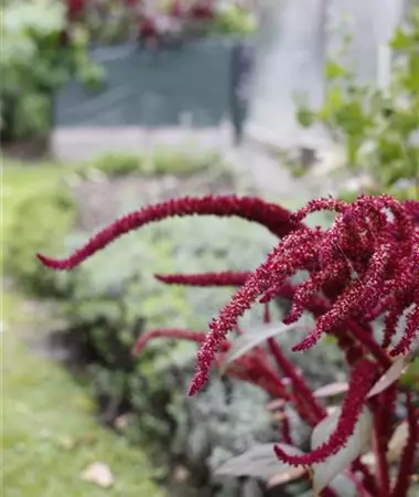 Amaranthus cruentus