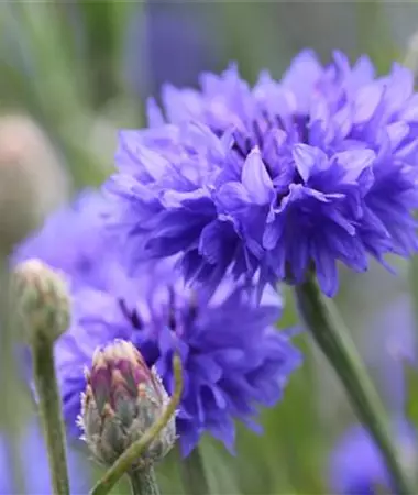 Centaurea cyanus