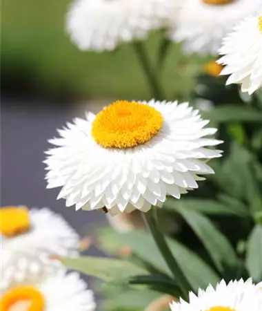Helichrysum bracteatum