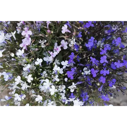 LOB_Riviera_Mix_455245 (2).jpg