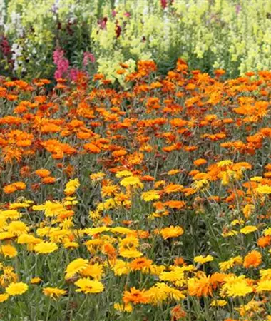 Calendula officinalis
