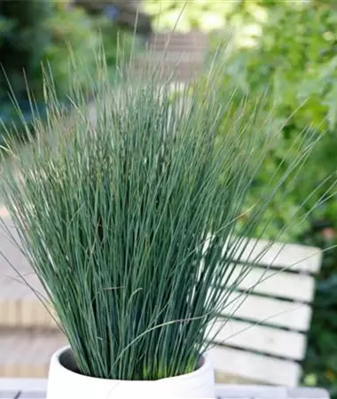 Juncus effusus
