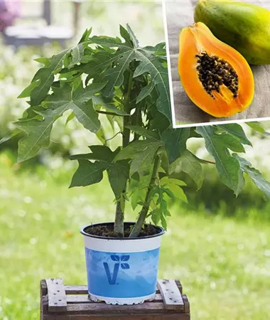 Carica papaya