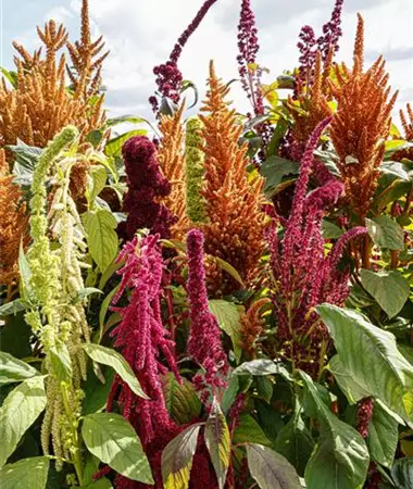 Amaranthus cruentus