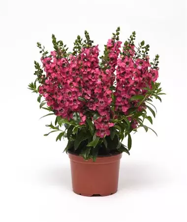 Angelonia x angustifolia