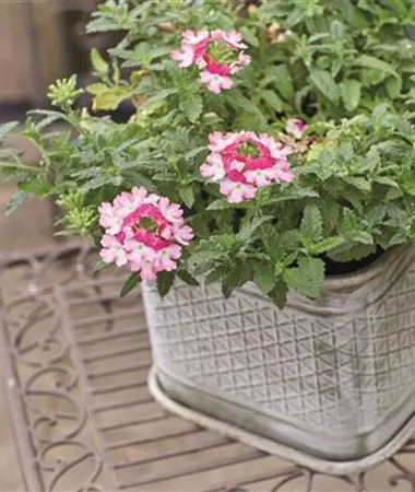 Verbena x peruviana